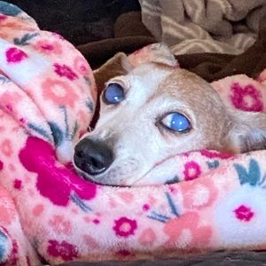 Meet your Posher, Jeannine